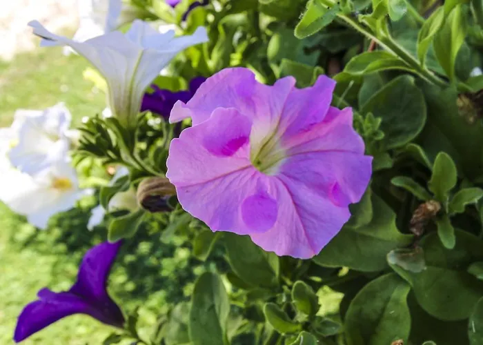 La Fattoria Di Paolo *